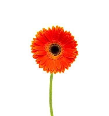 Gerbera daisy orange