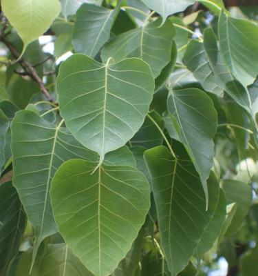 Ficus Religiosa