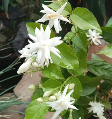 Jasminum Mogra