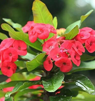 Euphorbia