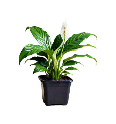 Spathiphyllum (Peace Lily)-80cm