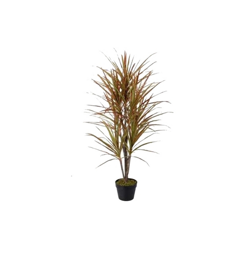 Dracaena Marginata Red    120 cm