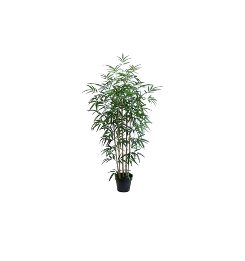 Bamboo  Plants     80 cm high