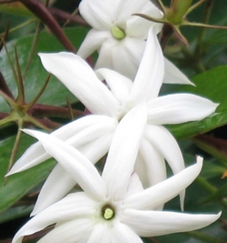 Jasminum nitidum