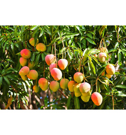 Mangifera Indica (Mango)-B1039