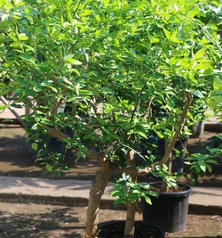 Citrus Latifolia