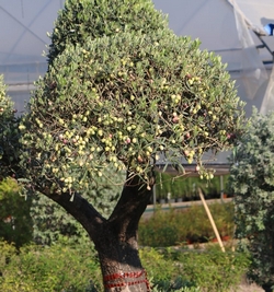 Olea Europea