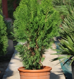 Thuja orietalis