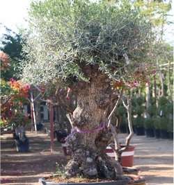 Olea Eropea