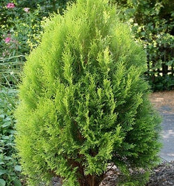 Thuja Orietalis