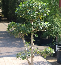 Ficus Microcarpa High Ginsenge