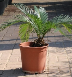 Cycas Revoluta