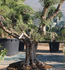 Olea Eropea Bonsai