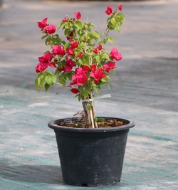 Bougainvillea