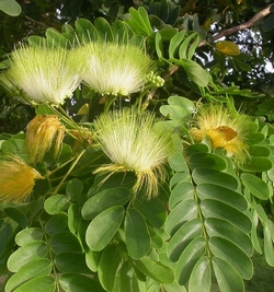 Albizia Lebbeck