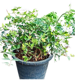 Jasminum Nitidum