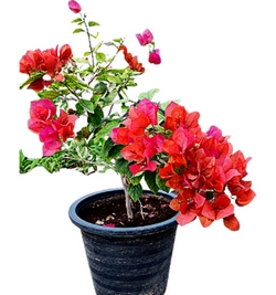 Image of Bougainvillea