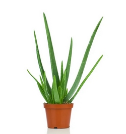 Image of Aloe Vera