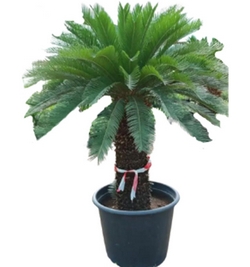 Cycas