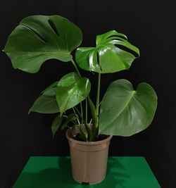 Monstera