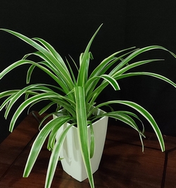 Spider plant (Clorophytum)