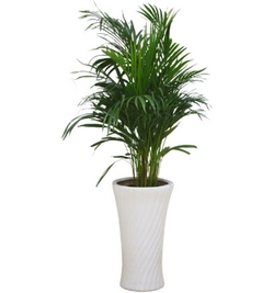 Areca Palm W/ceramic pot