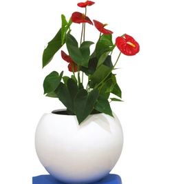 Anthurium Diamond Red