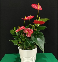 Anthurium