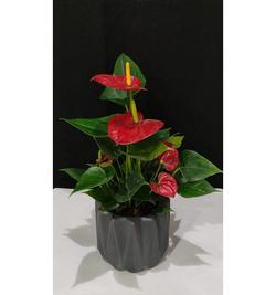 Anthurium  in Ceramic Pot