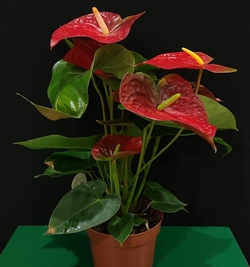 Anthurium