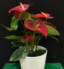 Anthurium