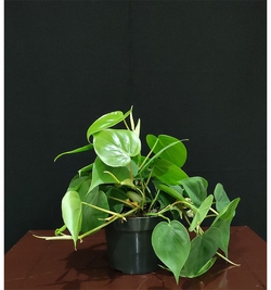 Heartleaf philodendron