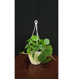 Heartleaf philodendron