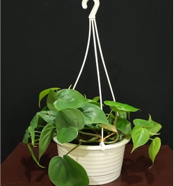 Heartleaf philodendron hanging