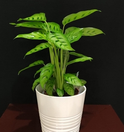 Calathea in Ceramic Pot