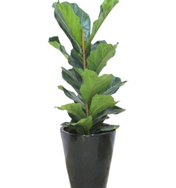 Ficus Lyrata (Fiddle fig)