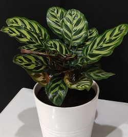 Calathea in ceramic pot (40 cm)