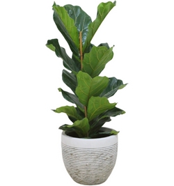 Ficus Lyrata (Fiddle fig)