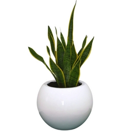 Sansevieria laurentii (Snake plant)