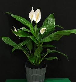 Spathiphyllum (peace Lily)