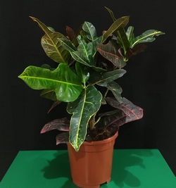 Garden Croton