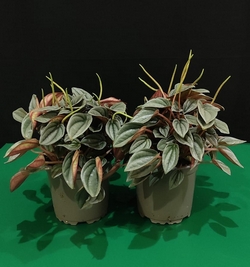 Peperomia