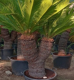 Cycas Revoluta