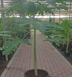 Papaya