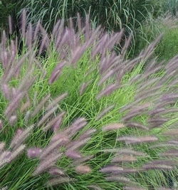 Pennisectum Green