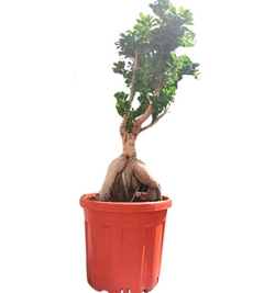 Ficus Bonsai