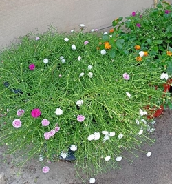 Portulaca Grandiflora