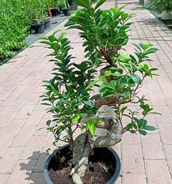 Ficus Bonsai A Shap