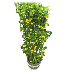 Citrus Lemon Chinensis