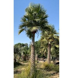 Copernicia Alba Wax Palm